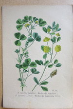 BOTANIQUE Fleur Planche