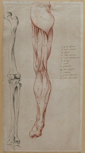 Dessin ancien corps humain - dessin,