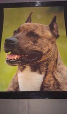 Affiche plastifiée Chien