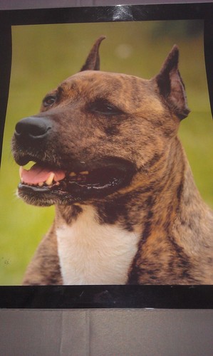 Affiche plastifiée chien - affiche,