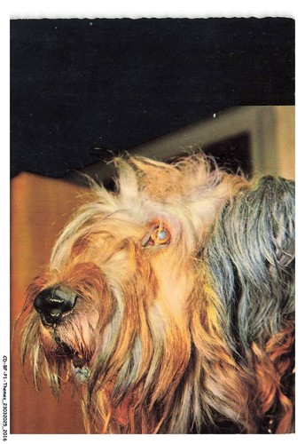 Bfp1 1009 chien - ,