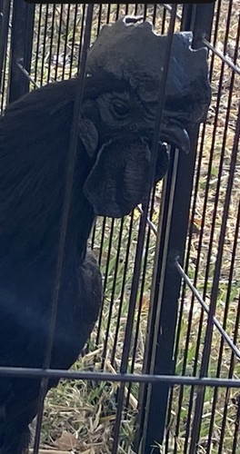 Rare full blood - full, black