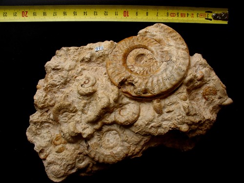 Bloc ammonites toarcien - d'ammonites, du