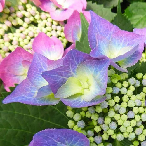 Hydrangea macrophylla