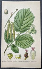 Botanique Coudrier Aveline