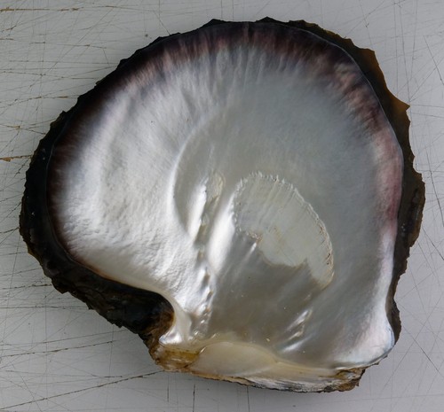 Grande coquille brute - , en