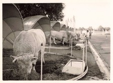 ANCIENNE PHOTOGRAPHIE COOPERATIVE AGRICOLE D'INSEMINATION ARTIFICIELLE VACHES