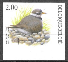 Belgique Oiseaux Buzin Pluvier