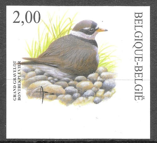 Belgique oiseaux buzin pluvier - belgique,