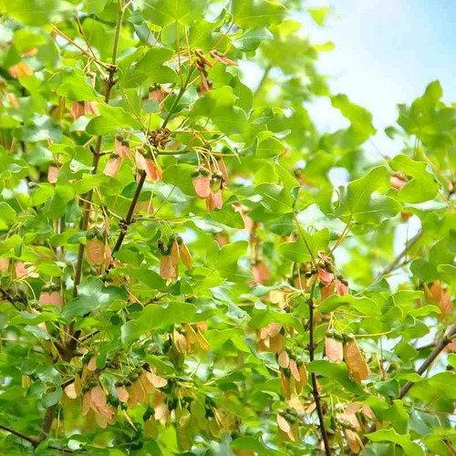 Acer monspessulanum érable - acer,