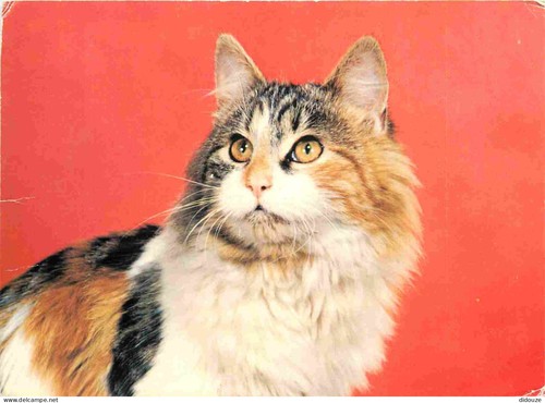 Carte postale animaux - carte,