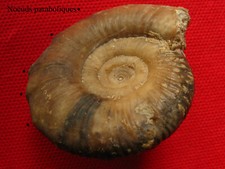 Ammonite du Bathonien 