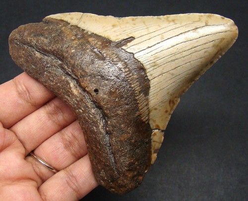 Megalodon shark tooth - megalodon,
