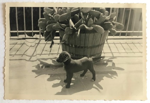 Photo ancienne vintage - photo,