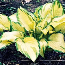 Hosta Tubercule Feuilles