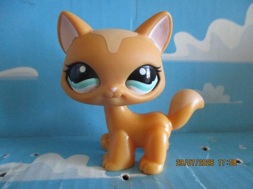 Petshop chat maine coon - maine,
