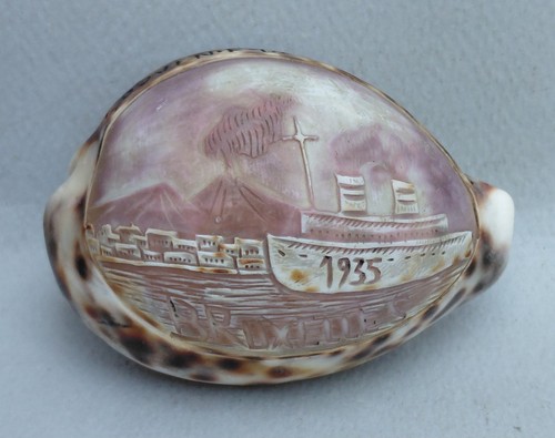 Coquillage porcelaine cypree - /,