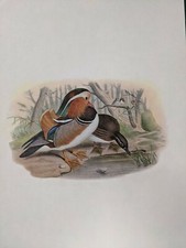 1969 Oiseau Imprimé - Mandarin Canard - John Gould