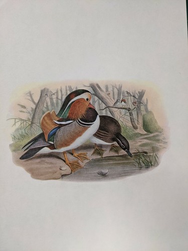 1969 oiseau imprimé - oiseau,