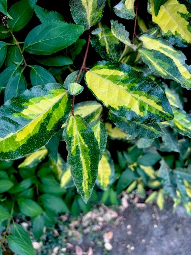 Elaeagnus pungens variegata