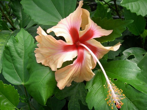 Hibiscus antilles saumon - hibiscus,