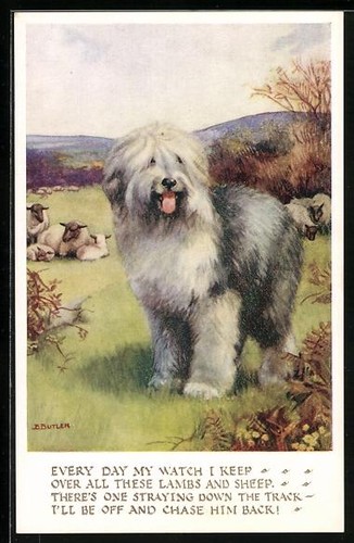 Bobtail avec moutons - , au