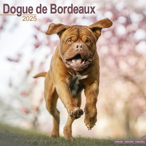 Calendrier 2025 dogue - 2025,