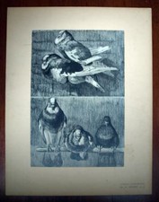 LE PIGEON RAMIER; Mathurin MEHEUT board original print ANIMAL STUDIES 1911