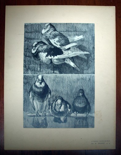Pigeon ramier mathurin - ramier;,