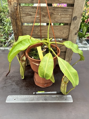 Nepenthes eymae - , be
