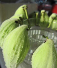 ♫ ARBRE aux PERRUCHES