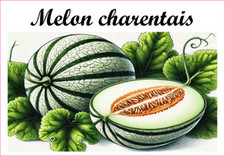 Melon charentais  12 sticker