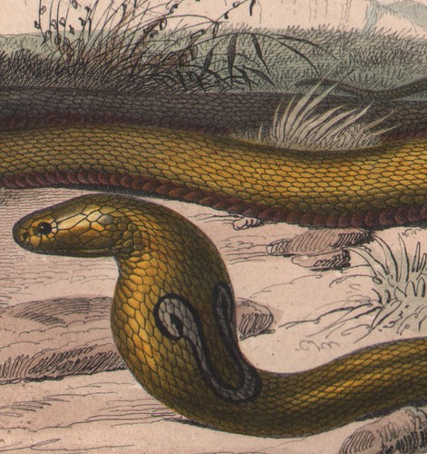 1839 gravure originale serpent - originale,