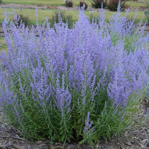 Blue steel russian sage - steel,