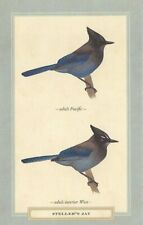 Postcard David Sibley "Steller's Jay" 2013 (Cyanocitta sterlleri) MINT Unused
