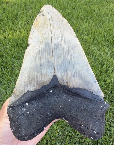 Xxl megalodon shark - xxl, 6.14”