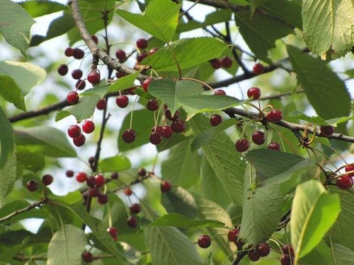 Graines cerisier des - graines,