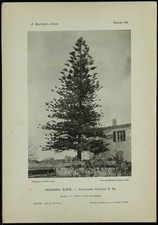 1898 - Araucaria élevé -
