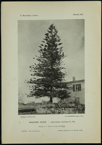 1898 araucaria élevé - -,