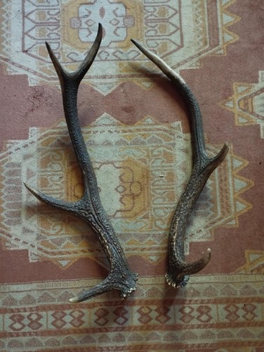 Belle paire bois cerf - bois,
