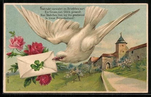 Pigeon voyageur dans le - le,