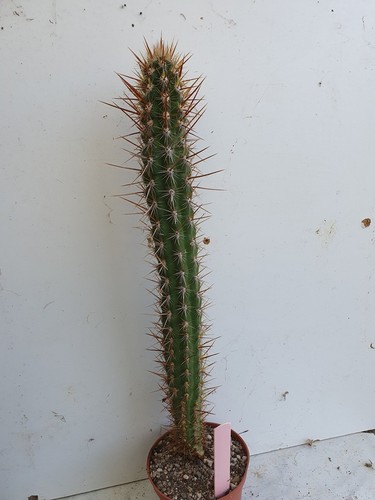 Cactus cierge oreocereus - -,