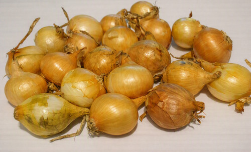 Oignons bulbilles de - 20,