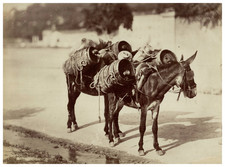 France, Study of&#039;Animals, Donkeys Carrying Barrels of&#039;Eau or Wine Wine Wine
