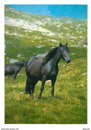 Carte postale animaux - postale,