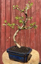 BONSAÏ PSEUDOLARIX AMABILIS