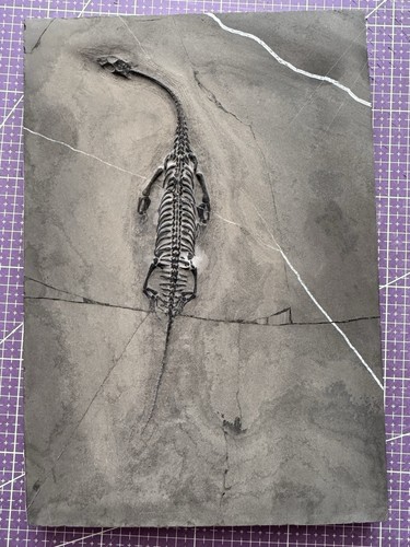 Reptile marin fossile - reptile, marin-🦎fossile