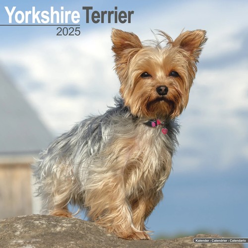 Calendrier 2025 yorkshire - ,