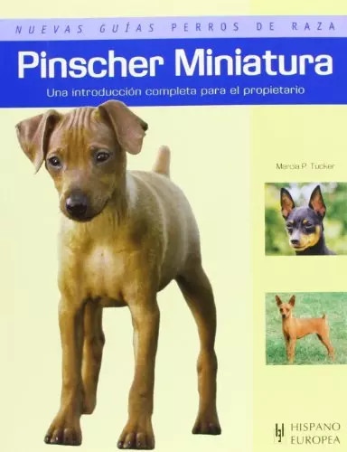 Pinscher miniatura nuevas - pinscher,