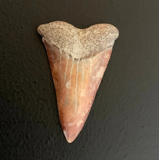 Carcharodon hastalis Extinct